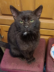 Lost Male Cat last seen Seymour Road , , England DY9