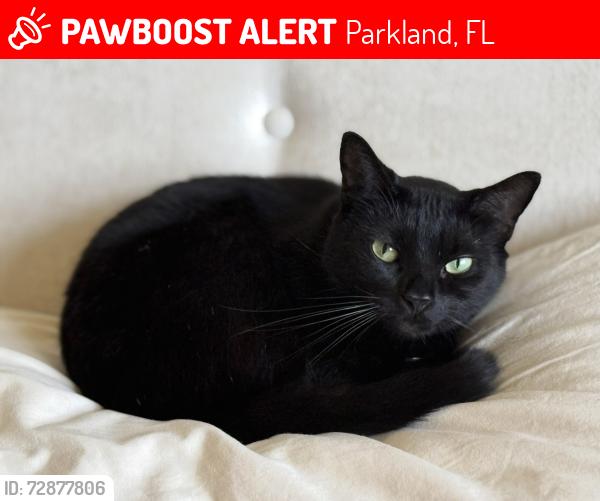 Lost Female Cat last seen Near Lakeview Place , Parkland, FL 33076