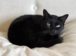 Lost Female Cat last seen Near Lakeview Place , Parkland, FL 33076