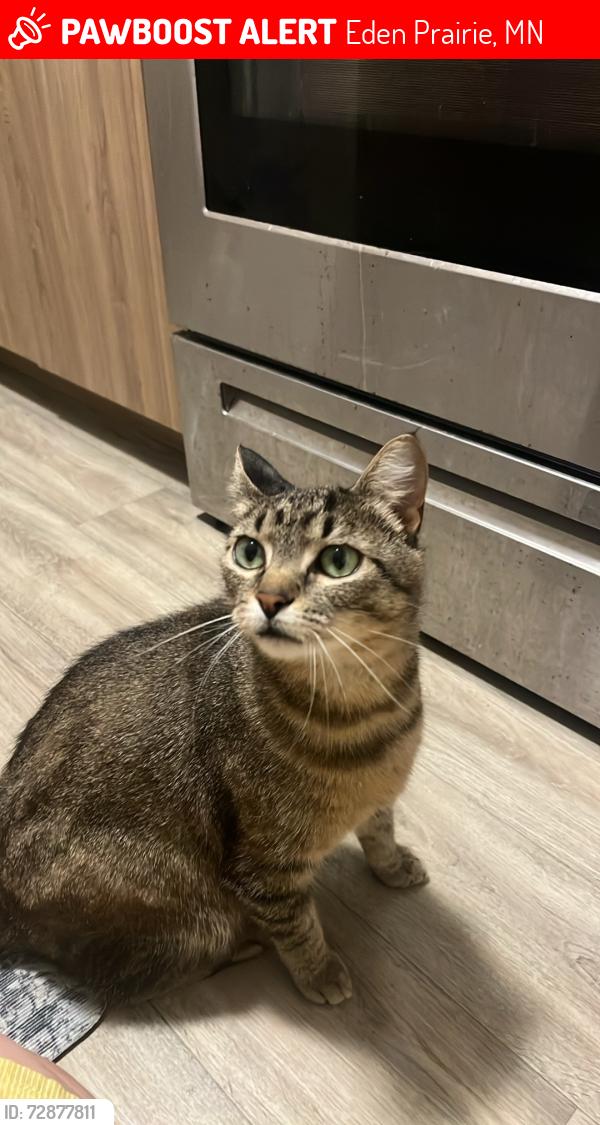 Lost Male Cat last seen Joiner Way Lariat Center, Eden Prairie, MN 55344, Eden Prairie, MN 55344