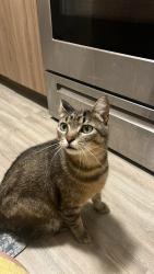 Lost Male Cat last seen Joiner Way Lariat Center, Eden Prairie, MN 55344, Eden Prairie, MN 55344