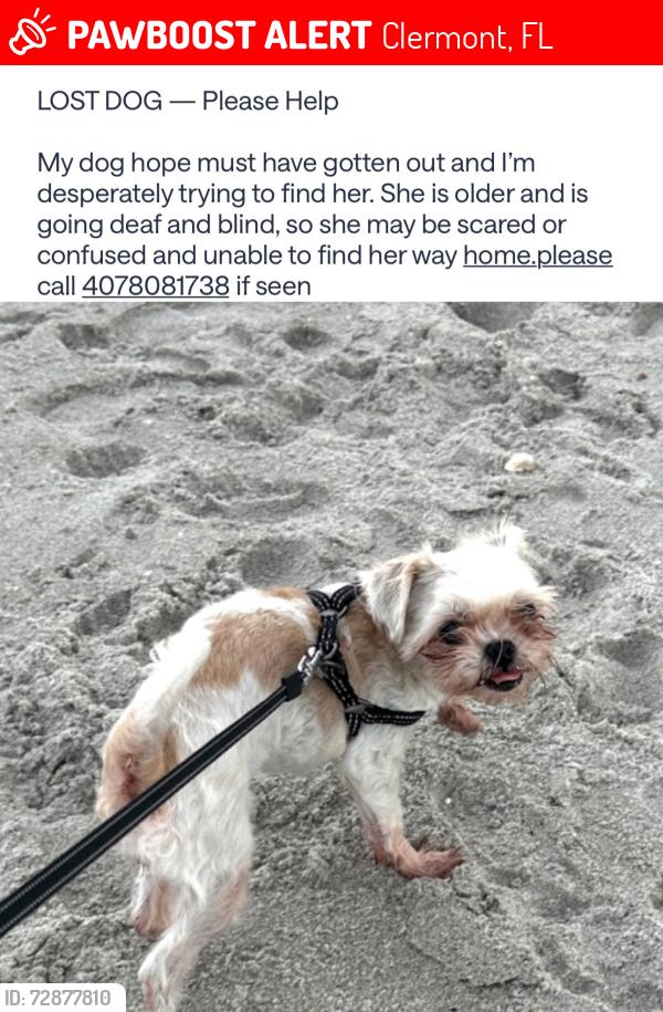 Lost Female Dog last seen Near valiant drive Clermont, Clermont, FL 34711