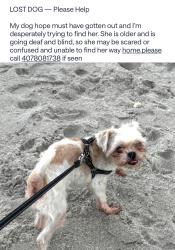Lost Female Dog last seen Near valiant drive Clermont , Clermont, FL 34711
