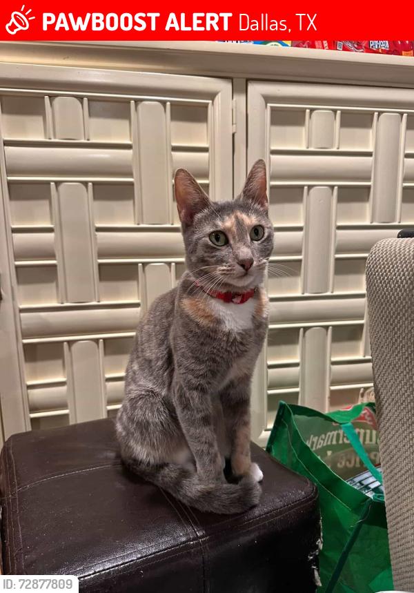 Lost Female Cat last seen Near easy street , Dallas, TX 75211
