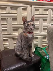 Lost Female Cat last seen Near easy street , Dallas, TX 75211