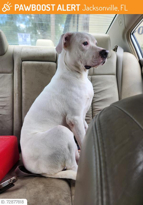 Found/Stray Male Dog last seen French courtyard apmts, Jacksonville, FL 32277