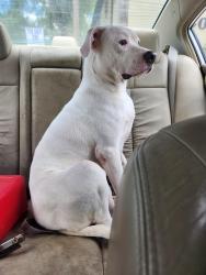 Found/Stray Male Dog last seen French courtyard apmts, Jacksonville, FL 32277