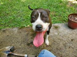Found/Stray Male Dog last seen Near Toad Hollow Rd, Ross County, OH 45601