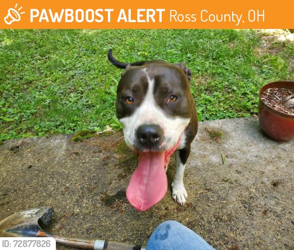 Found/Stray Male Dog last seen Near Toad Hollow Rd, Ross County, OH 45601