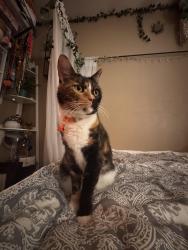 Lost Female Cat last seen Via Bahia st near aqueduct , Hesperia, CA 92345