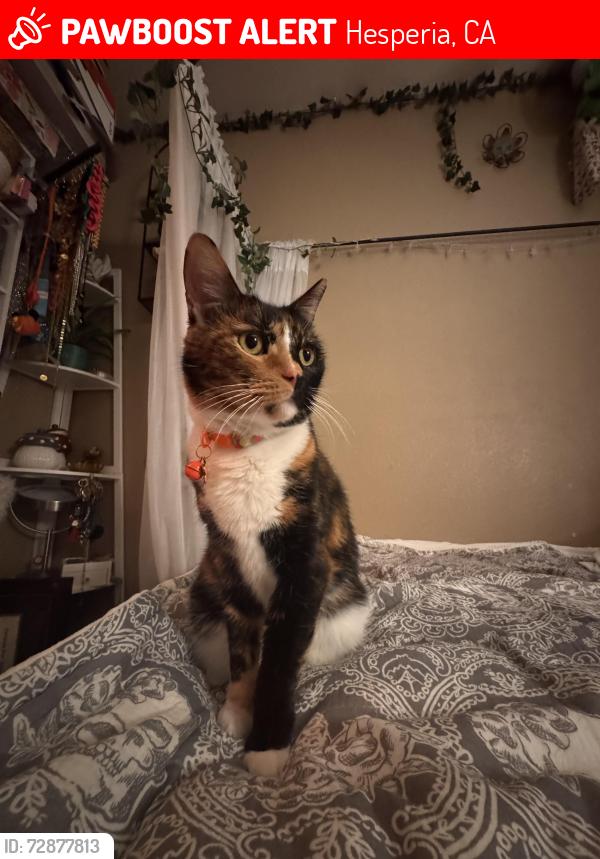 Lost Female Cat last seen Via Bahia st near aqueduct , Hesperia, CA 92345