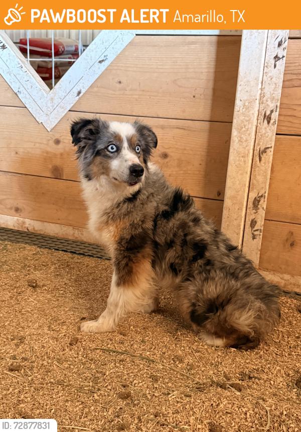 Found/Stray Female Dog last seen Near the the Loves/Starbucks off i27 near Hollywood, Amarillo, TX 79101