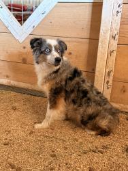 Found/Stray Female Dog last seen Near the the Loves/Starbucks off i27 near Hollywood, Amarillo, TX 79101