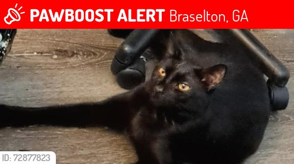 Lost Male Cat last seen White Walnut Way in Mulberry Park, at 211 and Friendship Rd, Braselton, GA 30517