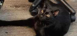 Lost Male Cat last seen White Walnut Way in Mulberry Park, at 211 and Friendship Rd, Braselton, GA 30517