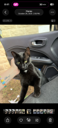 Reunited Male Cat last seen Frankford / Echodale/ Hamilton Avenue , Baltimore, MD 21214