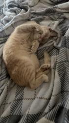 Lost Male Cat last seen The village, Ocala, FL 34480