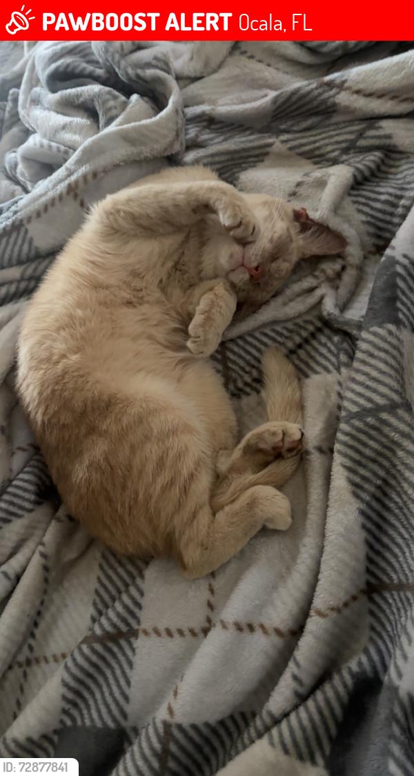 Lost Male Cat last seen The village, Ocala, FL 34480