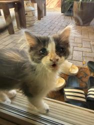 Found/Stray Unknown Cat last seen Erie st, between buffalo and rainbow., Enterprise, NV 89179