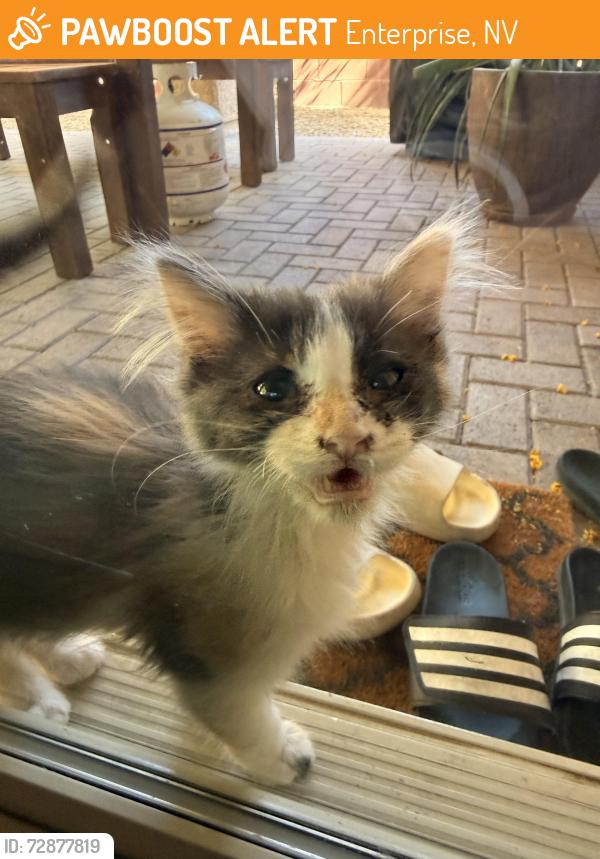 Found/Stray Unknown Cat last seen Erie st, between buffalo and rainbow., Enterprise, NV 89179