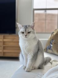 Lost Female Cat last seen Near Astor , Irvine, CA 92618