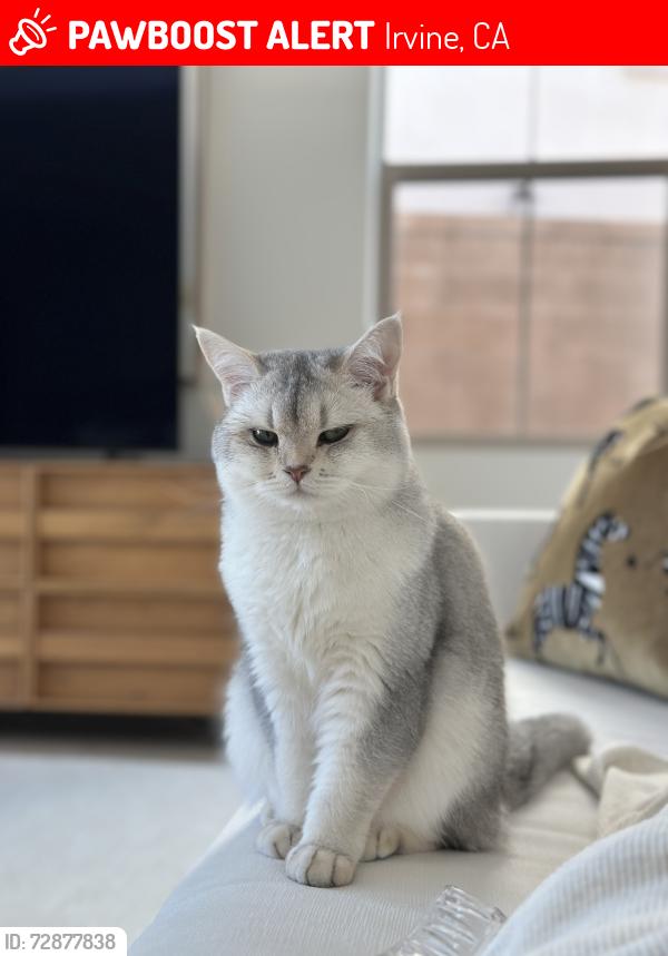 Lost Female Cat last seen Near Astor , Irvine, CA 92618