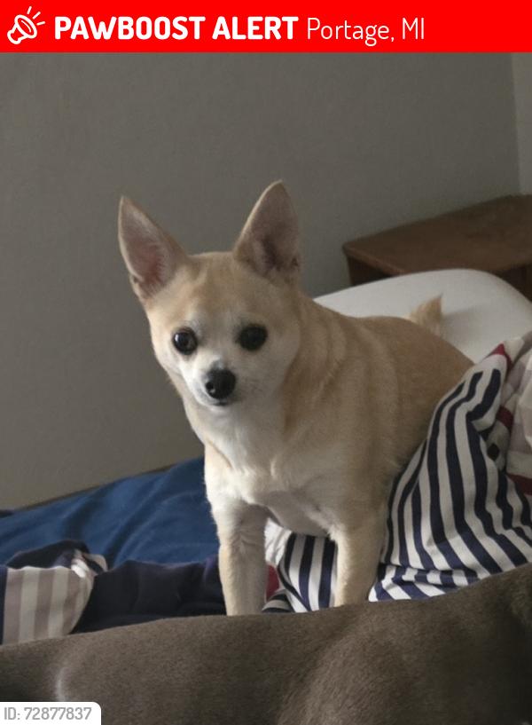 Lost Male Dog last seen Bacon ave Portage road, Portage, MI 49002