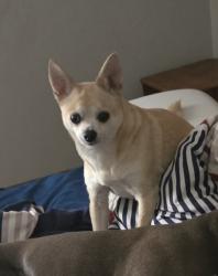 Lost Male Dog last seen Bacon ave Portage road, Portage, MI 49002