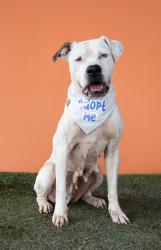 Shelter Stray Female Dog last seen Near BLOCK NW 23 AVE, Doral, FL 33122