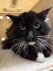 Shelter Stray Male Cat last seen Near BLOCK CAMINO REAL JURUPA VALLEY, Jurupa Valley, CA 92509