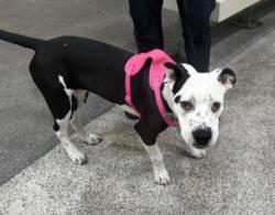 Shelter Stray Female Dog last seen , 3201 Lacy St, Los Angeles, CA 90031, USA