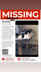 Lost Male Cat last seen Ran into a garden under fences , Essex, England CM1 2RA