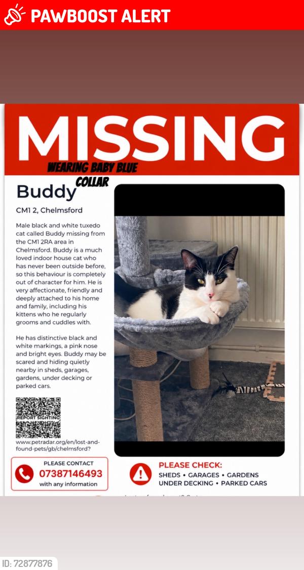 Lost Male Cat last seen Ran into a garden under fences, Essex, England CM1 2RA