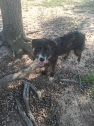 Found/Stray Unknown Dog last seen At the park , Katy, TX 77449
