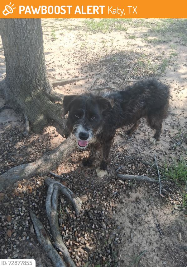 Found/Stray Unknown Dog last seen At the park , Katy, TX 77449