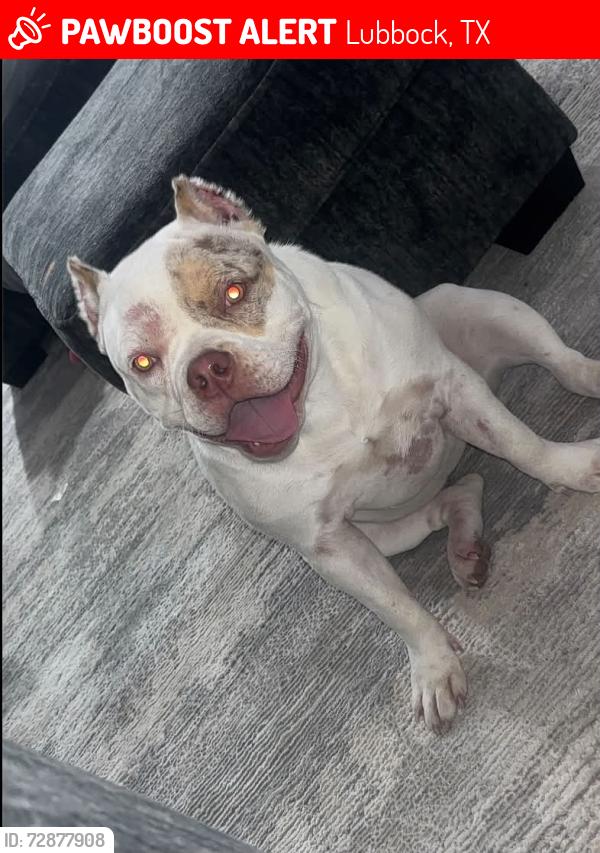 Lost Male Dog last seen Lincoln 16 apmts, Lubbock, TX 79416