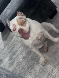 Lost Male Dog last seen Lincoln 16 apmts, Lubbock, TX 79416
