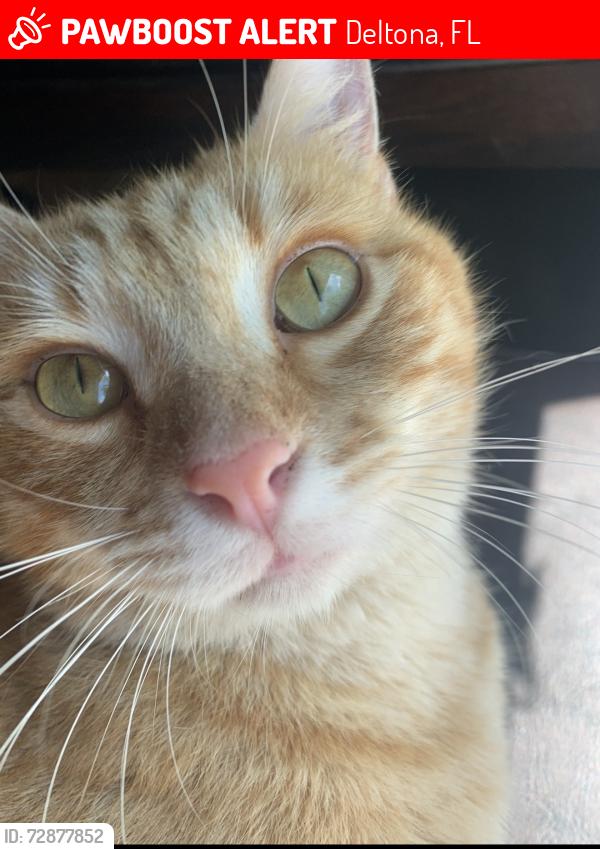 Lost Male Cat last seen Braddock, Deltona, FL 32725