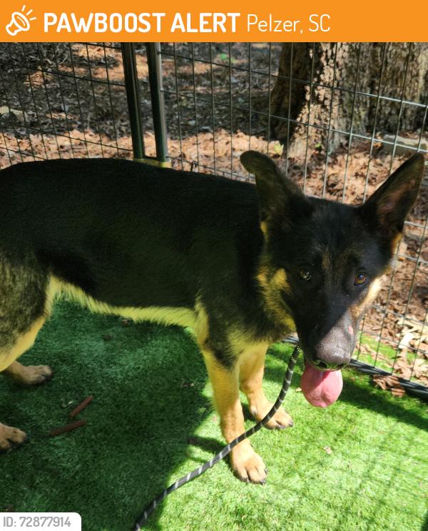 Found/Stray Female Dog last seen Near , Pelzer, SC 29669