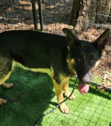 Found/Stray Female Dog last seen Near , Pelzer, SC 29669