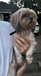 Found/Stray Female Dog last seen Planters watch dr 28278, Charlotte, NC 28278