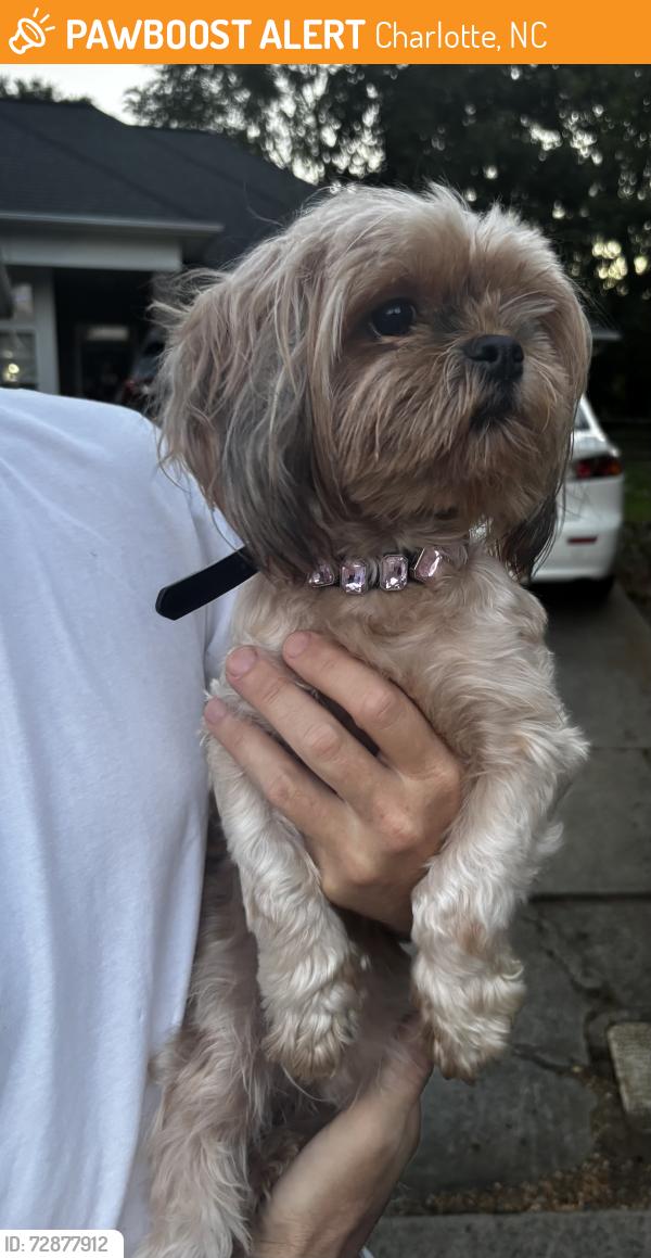 Found/Stray Female Dog last seen Planters watch dr 28278, Charlotte, NC 28278
