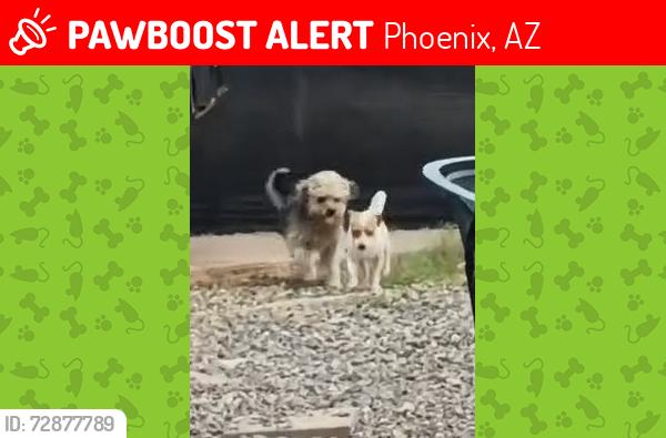Lost Female Dog last seen 59th ave and Holly, Phoenix, AZ 85035
