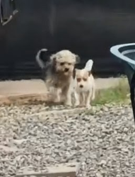 Lost Female Dog last seen 59th ave and Holly, Phoenix, AZ 85035