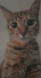 Lost Female Cat last seen Near East Chestnut Ave Monrovia, Monrovia, CA 91016