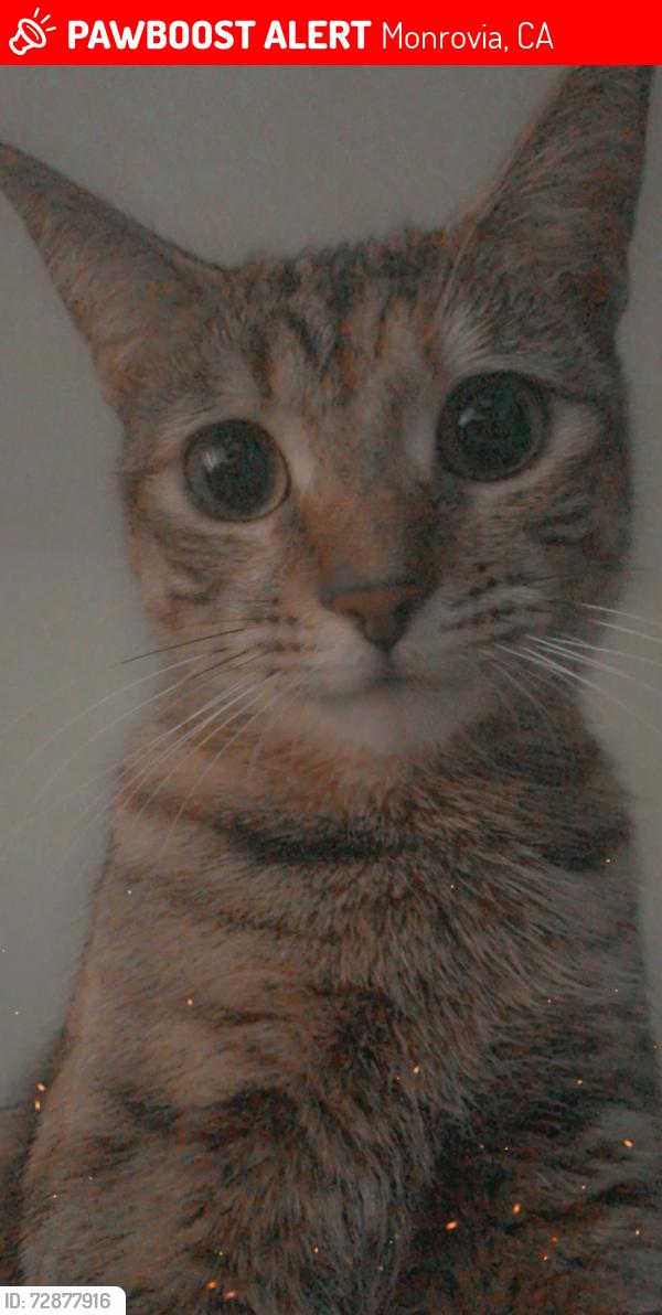 Lost Female Cat last seen Near East Chestnut Ave Monrovia, Monrovia, CA 91016