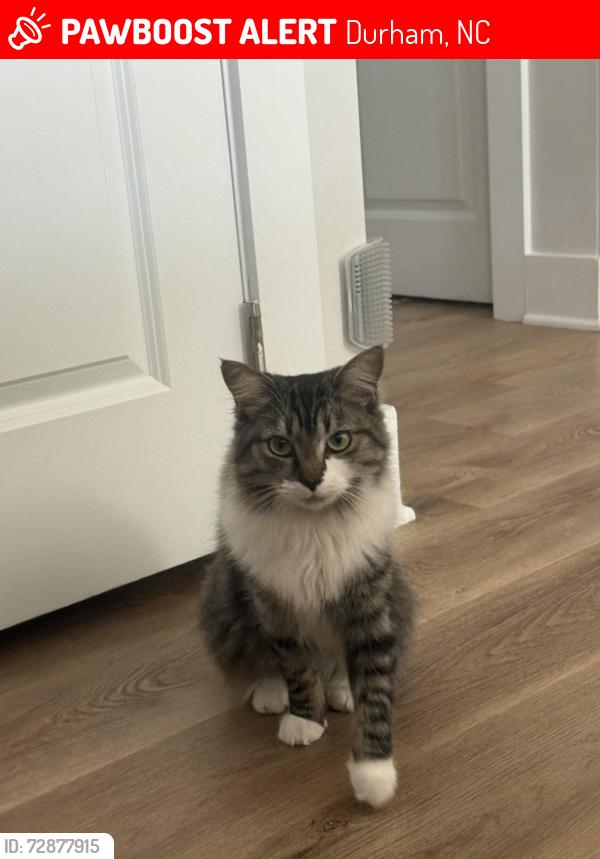 Lost Female Cat last seen First edition dr and Primary Dr, Durham, NC 27703