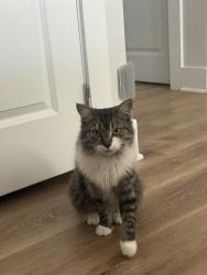 Lost Female Cat last seen First edition dr and Primary Dr, Durham, NC 27703