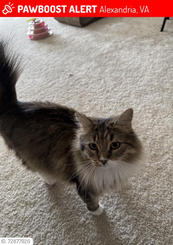 Lost Female Cat last seen Overlook cndmnium in Alexandria,VA, Alexandria, VA 22312