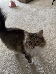 Lost Female Cat last seen Overlook cndmnium in Alexandria,VA, Alexandria, VA 22312